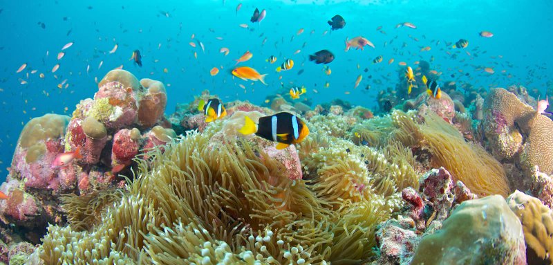 Snorkeling Tour