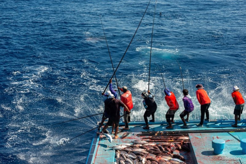 pole-and-line fishing in Maldives