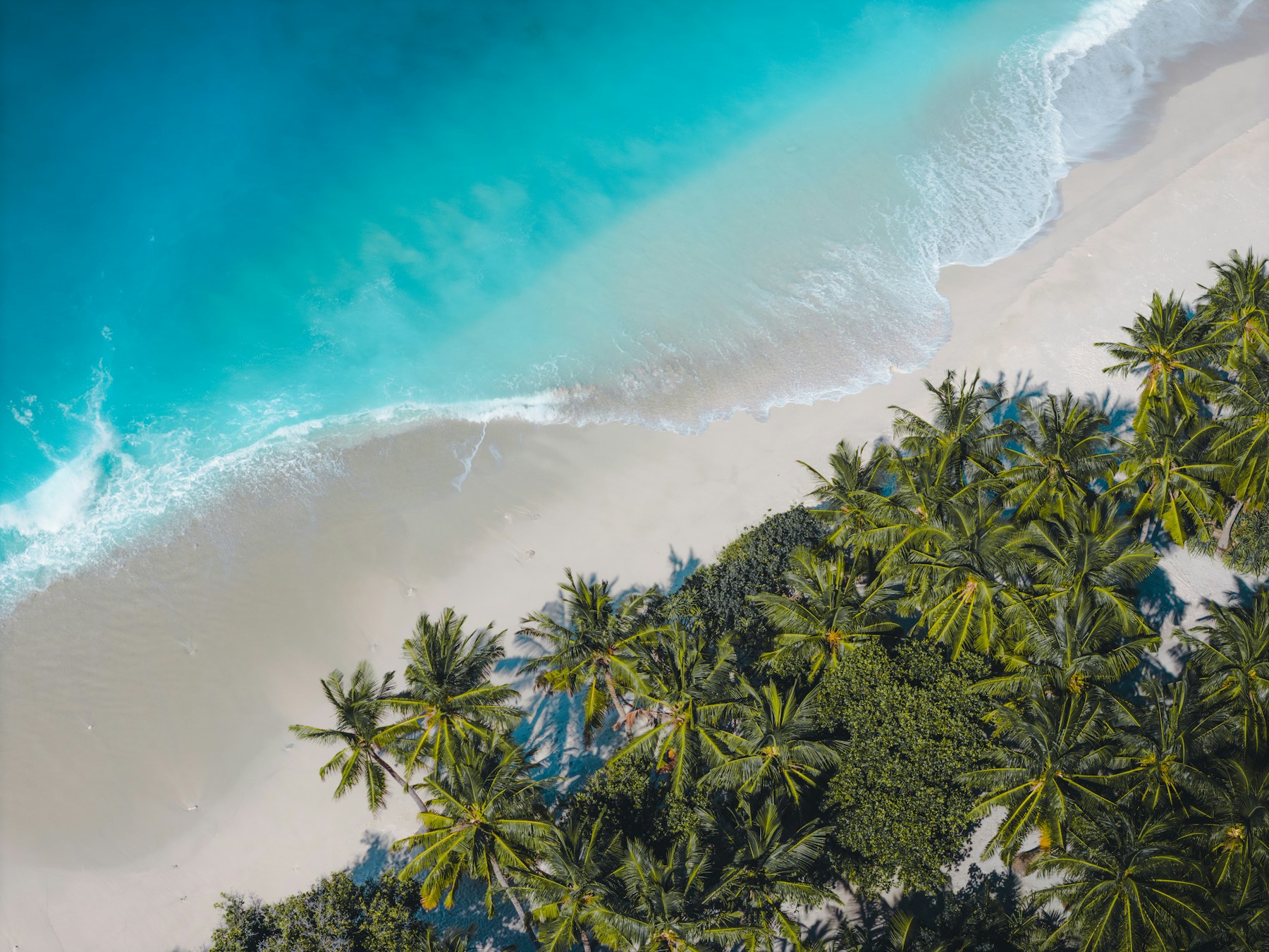Tropical beach with palm trees and turquoise water in the Maldives (representative photo, not taken at Dhiffushi)