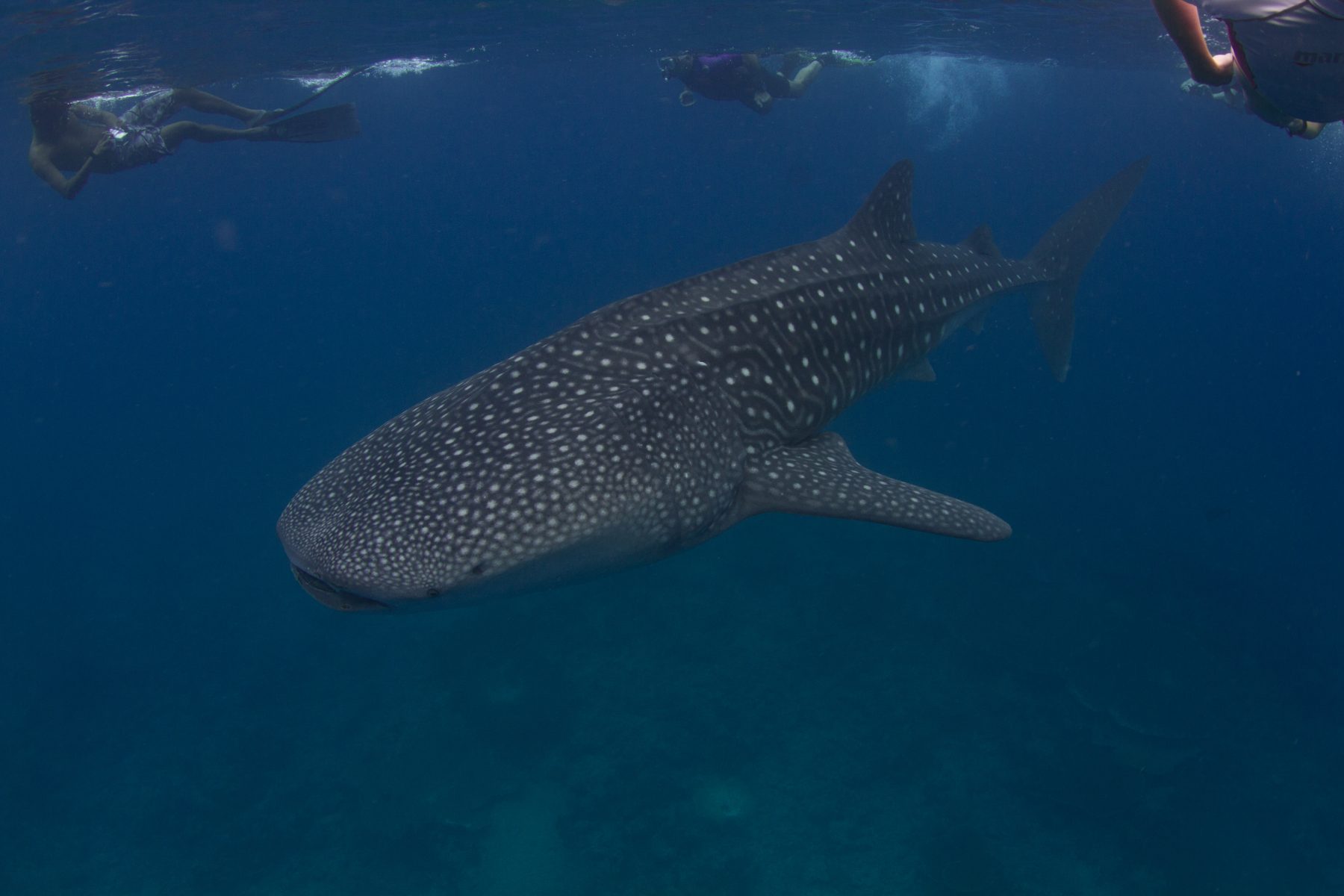 A whale shark in Maldivian waters (representative photo, not taken at Dhigurah)