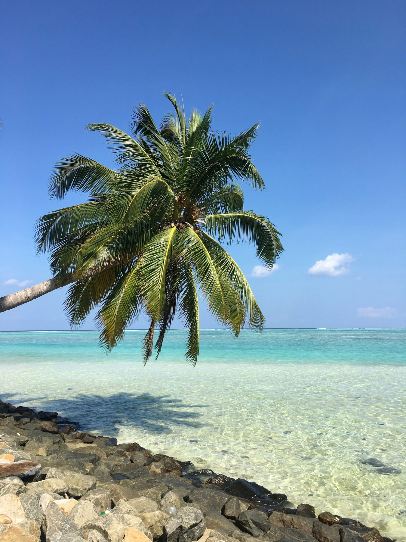 Coconut palm leaning over the shallow turquoise lagoon on Mathiveri Island, Maldives