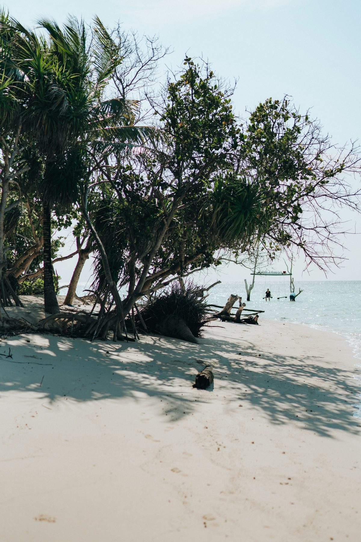 A tree on a Maldives beach with the lagoon in the background (representative photo, not taken at Omadhoo)