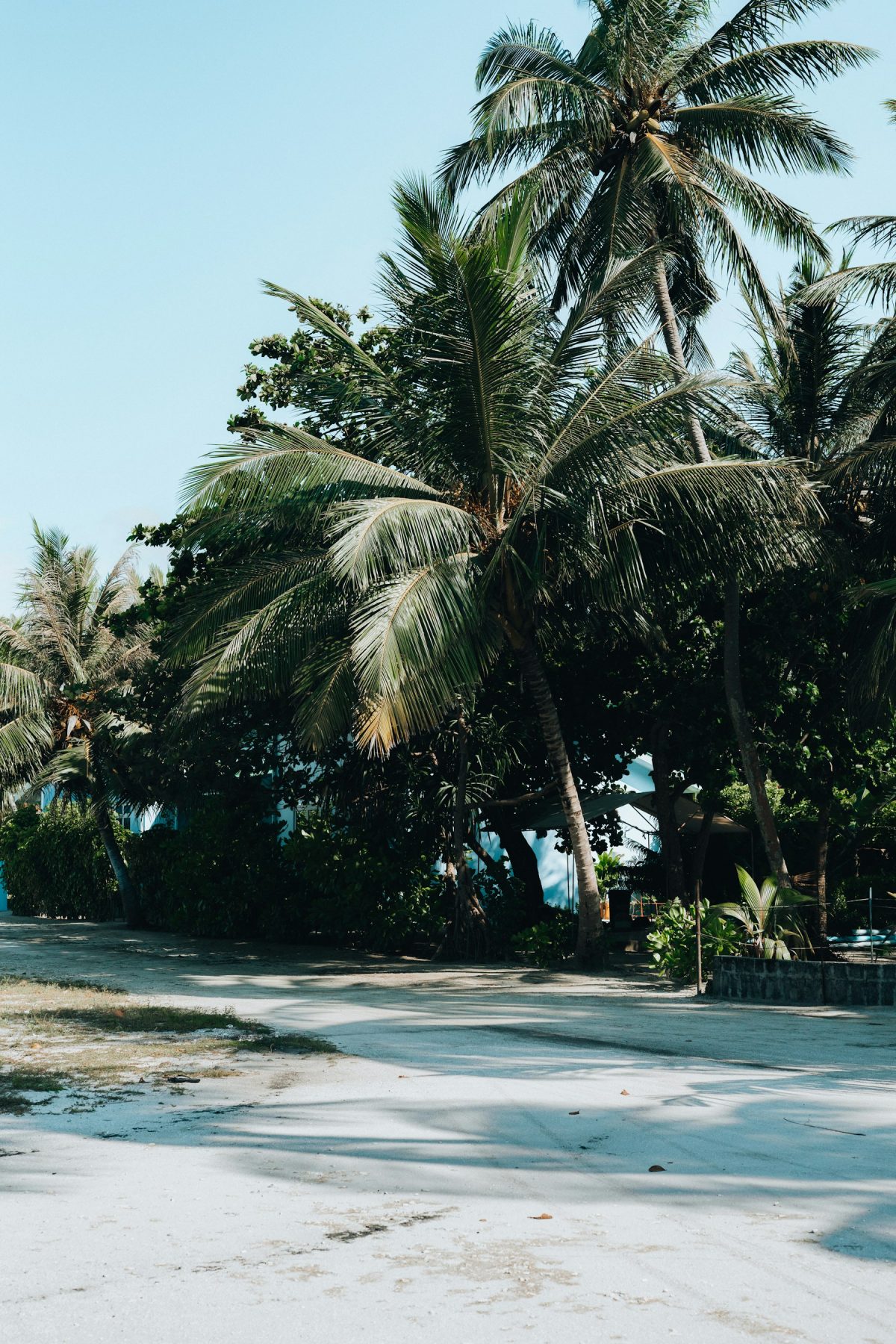 Turquoise lagoon and palm-lined white sand beach, representative of the Maldives (generic photo, not taken at Omadhoo)