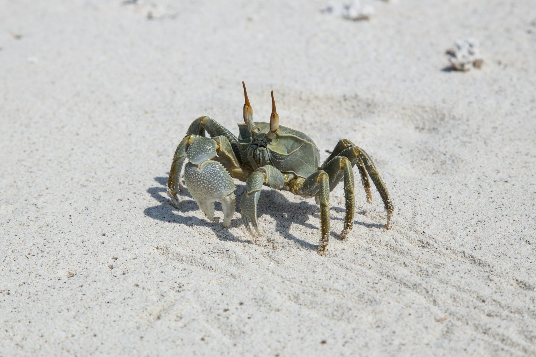 A small crab on the sandy beach of Thulusdhoo Island, Maldives