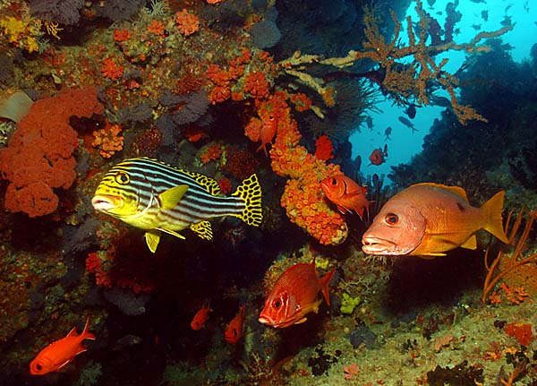 Sweetlips and snapper on the coral reef seen while snorkeling at Ukulhas Island, Maldives