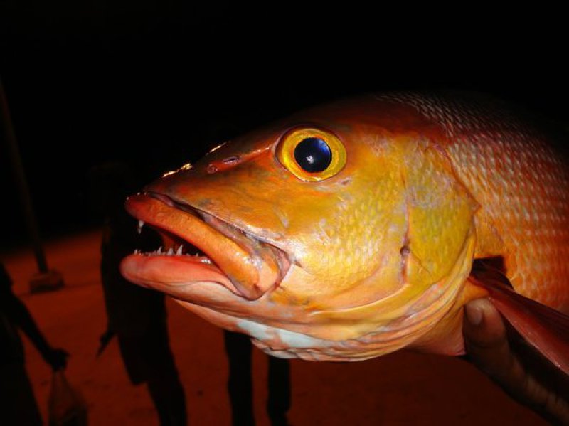 Maldives Night Fishing Tour